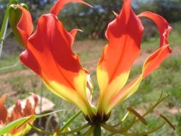 Gloriosa superba flower